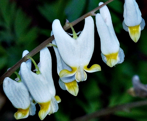 {Dicentra cucullaria}